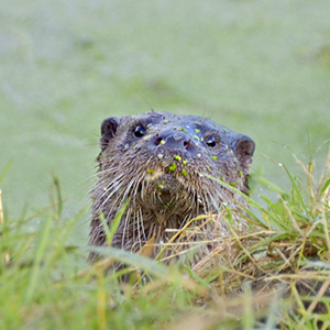 Choose to join Suffolk Wildlife Trust | Suffolk Wildlife Trust